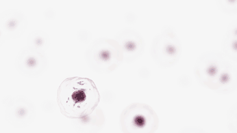Molecular Infrastructure of Parasites